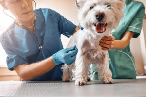 veterinarias_via_argentina_more_perros_gatos_cuidados_salud
