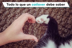 Todo lo que un catlover debe saber