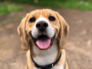 Libros para amantes de los perros