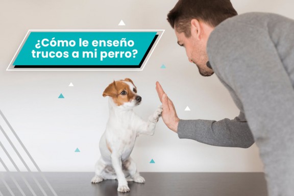 ¿Cómo le enseño trucos a mi perro?