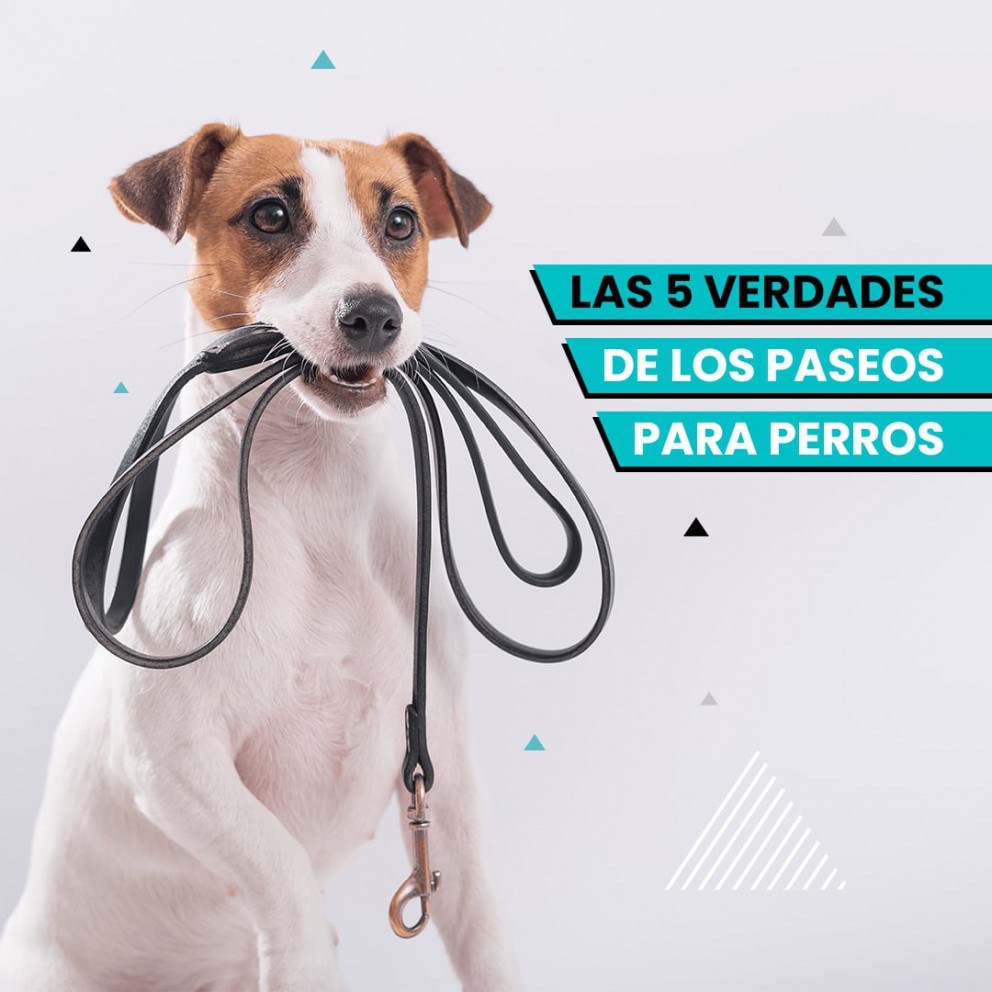 Las 5 verdades de los paseos para perros