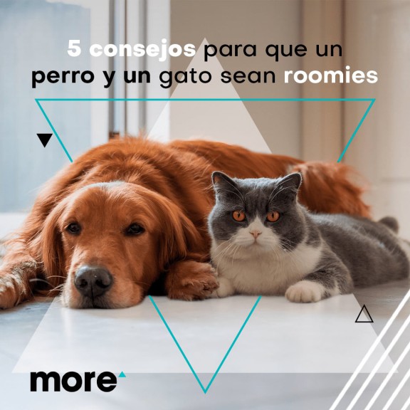 5 consejos para que un perro y un gato sean roomies