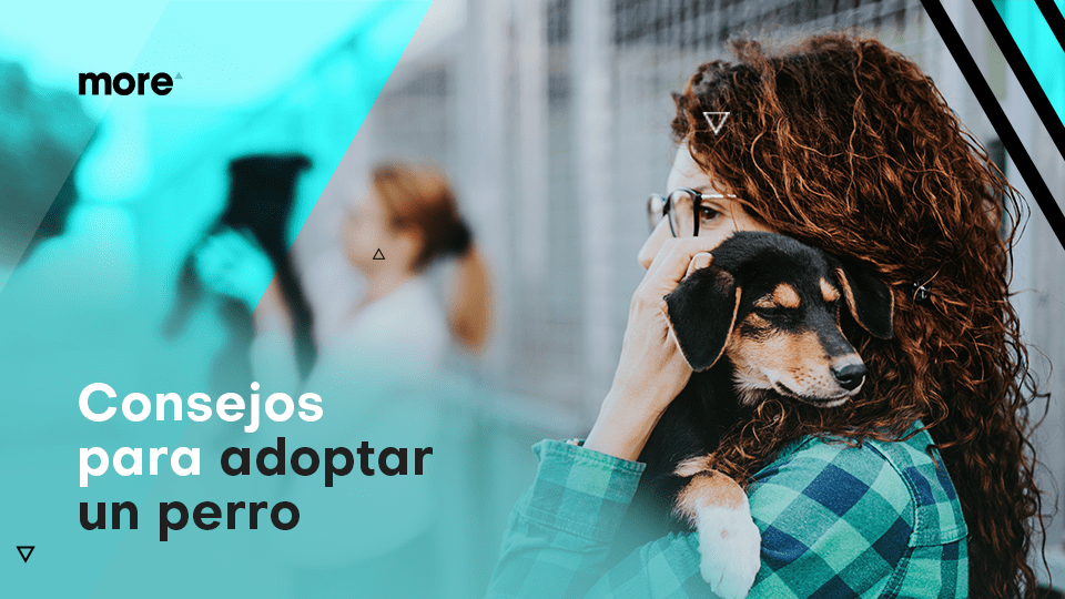 Consejos para adoptar un perro